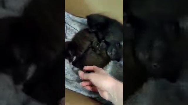 Трое маленьких котят — 14-15 дней после рождения.  🥰