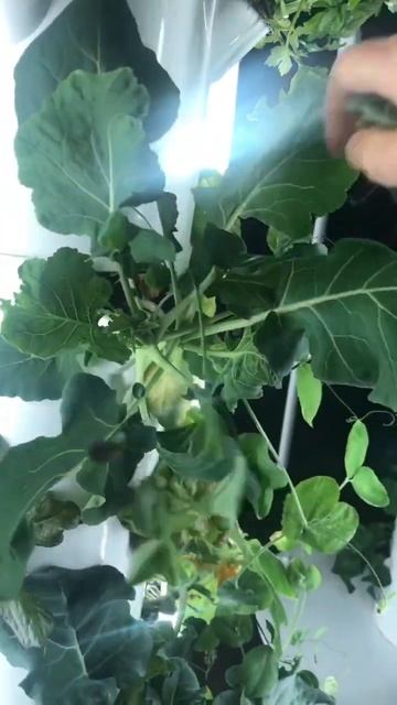 Growing food in small spaces. Eat your greens! смотреть онлайн