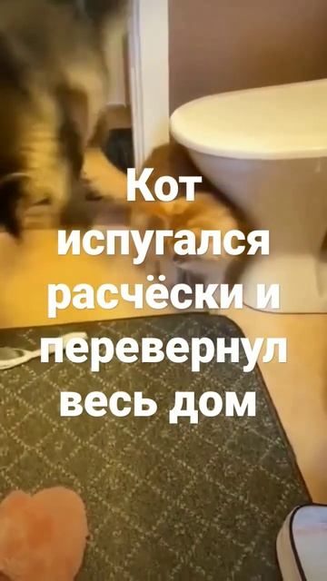 Кот испугался расчёски #коты смотреть онлайн