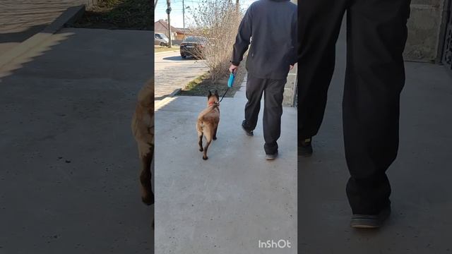 Социализация щенка смотреть онлайн