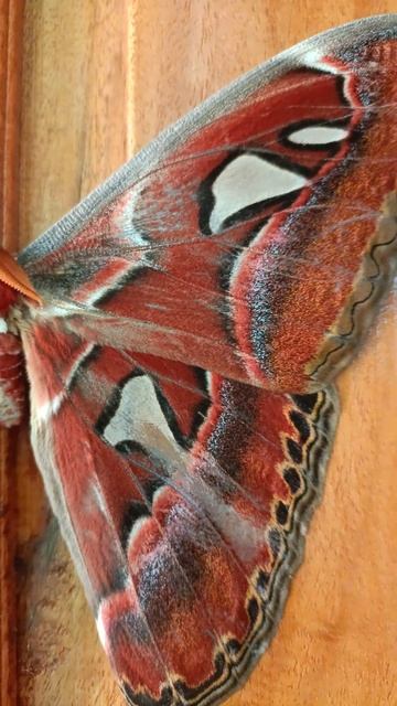 😱big butterfly must watch video 🦋 смотреть онлайн