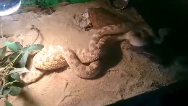 Спаривание гадюк