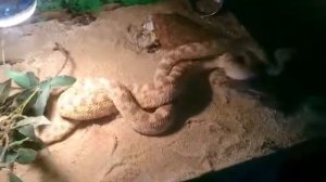 Спаривание гадюк