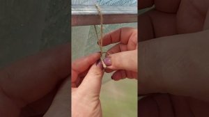 ПОДВЯЗКА ТОМАТОВ В ТЕПЛИЦЕ. СВОБОДНАЯ ПЕТЛЯ. MARGO-SHOP 33