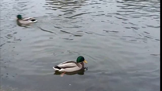 #ФУТАЖ БЕСПЛАТНО#селезень#вода#утки