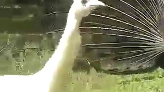 Are Peafowl For You? #1 смотреть онлайн