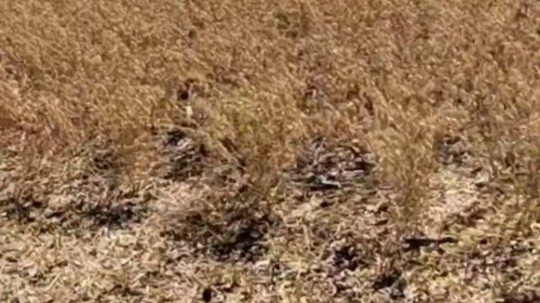 Уборка нута Боковский белосемянный и Волжанин 50 с урожайностью 30ц га