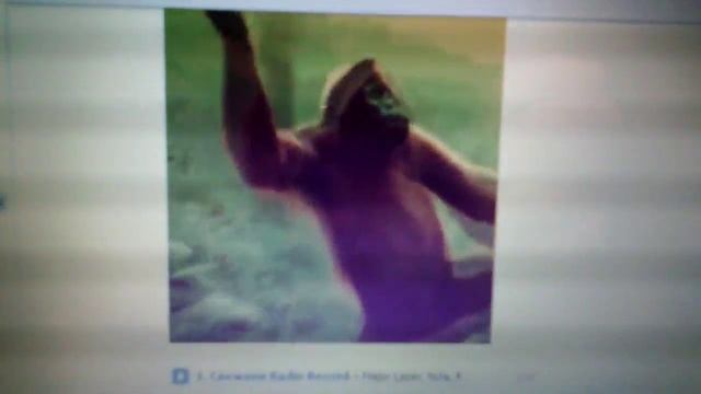 Обезьяна под музыку!!! смотреть онлайн