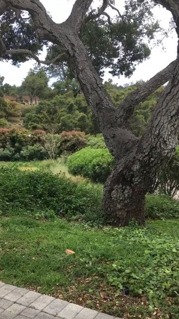 Oak trees and green shrubs! #lushgreen #nature смотреть онлайн