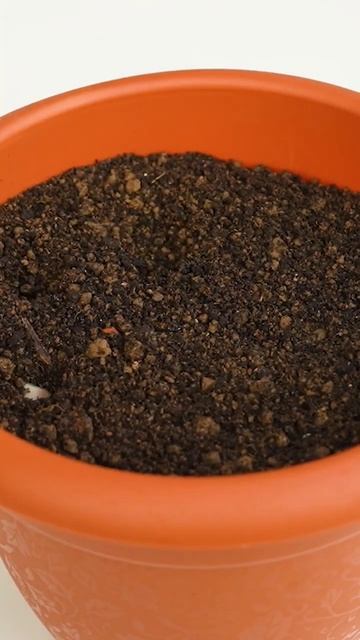 How to grow lemon tree from seeds at home #shorts смотреть онлайн