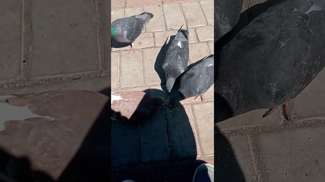 Прогулка в парке, кормим голубей смотреть онлайн