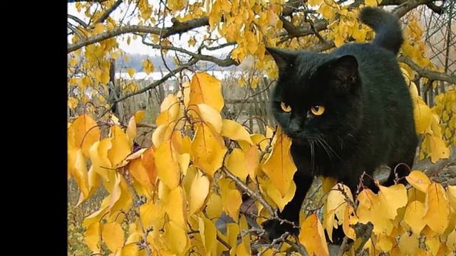 Кошки и осень смотреть онлайн