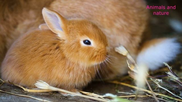 Interesting rabbits смотреть онлайн