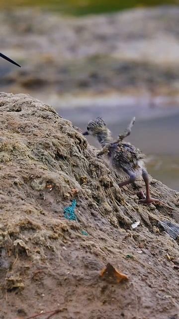 Black-winged stilt Bird | Wild Photography Cinematic Video | #shorts #nature #wildlife #photography смотреть онлайн
