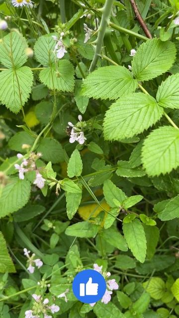 Gotta Have The Bumbles!