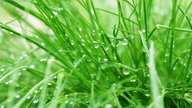 АСМР Шаги по мокрой траве|ASMR Footsteps on wet grass|релакс смотреть онлайн