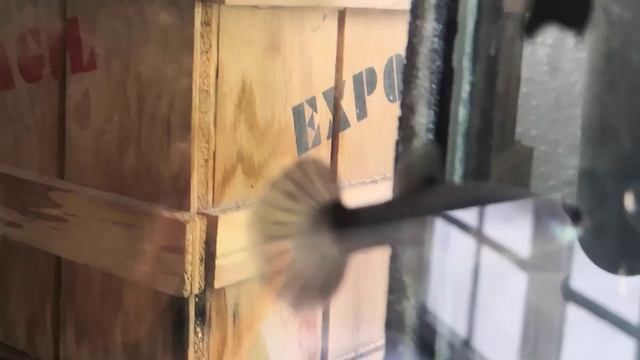Pareja guppy Blue Diamond смотреть онлайн
