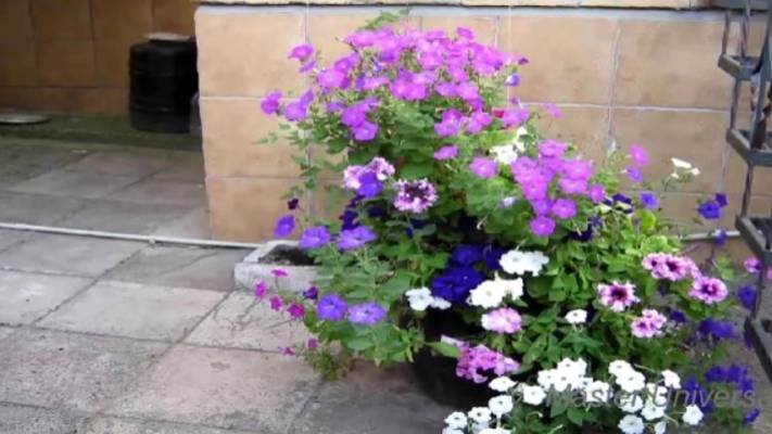 Как посадить цветы в бочке на даче. Всё про всё в нашем доме, своими руками. смотреть онлайн