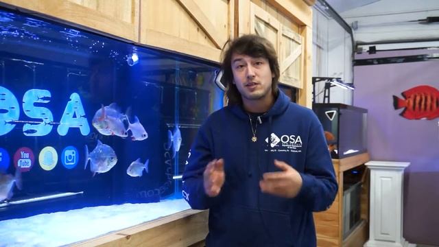 What is a Pacu? (Serrasalmidae) | What is a Fish with Taras смотреть онлайн