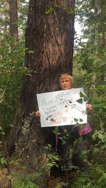 Древняя лиственница под Иркутском #плишкинскийлес смотреть онлайн