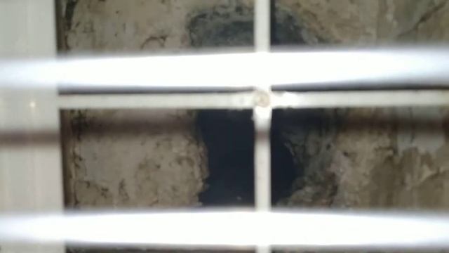 ПТИЦА ПОПАЛА В БЕДУ, СПАСЕНИЕ ПТЕНЦА, ЗАСТРЯВШЕГО В ТРУБЕ В СТЕНЕ.