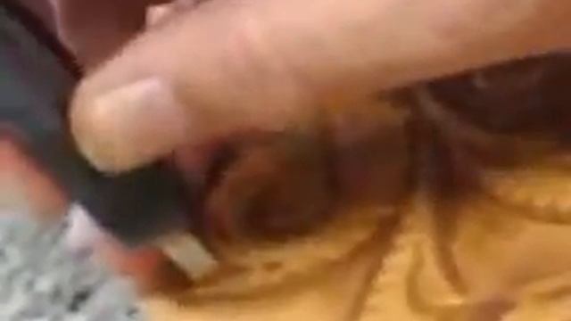 Основы тиснения по коже 5. смотреть онлайн