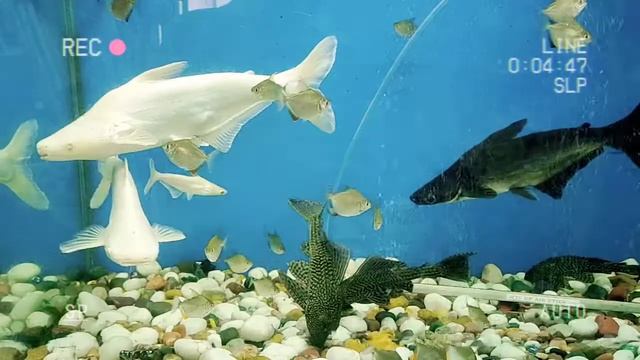 #Bhavana love❤️ to feed fish. (Platinum Arowana🐟) fish also (Neptune Grouper🐟) fish in tank смотреть онлайн