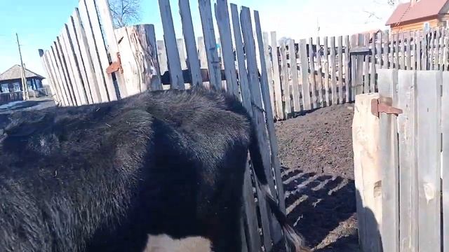 корова пришла в охоту. смотреть онлайн