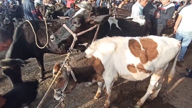 Молбозор,Нов молбозори моллар арзон бубкетди,Спитамен мол бозори