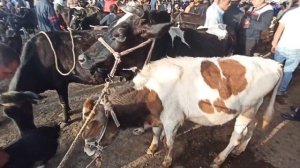 Молбозор,Нов молбозори моллар арзон бубкетди,Спитамен мол бозори