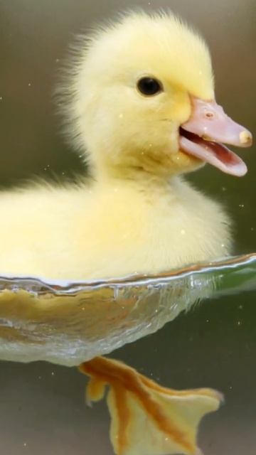 Baby ducklings live wallpapers | Duck Swimming In Water | duck wallpaper android download free смотреть онлайн