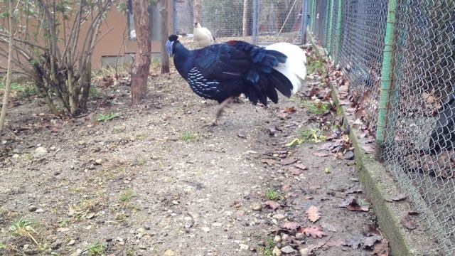 Crested Fireback Pheasant / Lophura Ignita / Огнен фазан гребенест