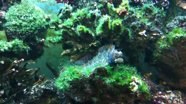 lawnmower blenny смотреть онлайн