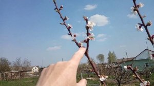 Цветение абрикоса. Результат летнего укорачивания побегов.ЧАСТЬ 2