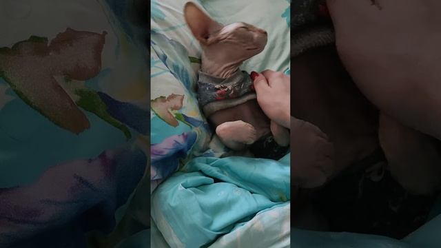 Сфинксы -самые лучшие коты в мире!!!!!!