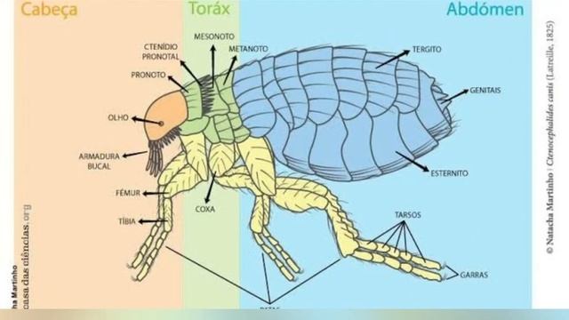 Ctenocephalides canis ( pulga do cão) trabalho de parasito. смотреть онлайн