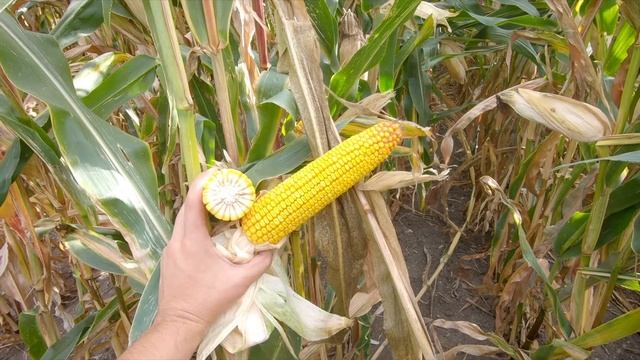 Hybrid kukuřice SY Ignis  Syngenta Česká republika