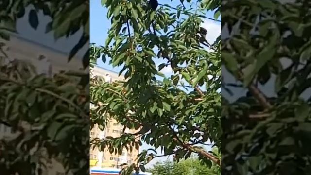 Скворцы налетели)) смотреть онлайн