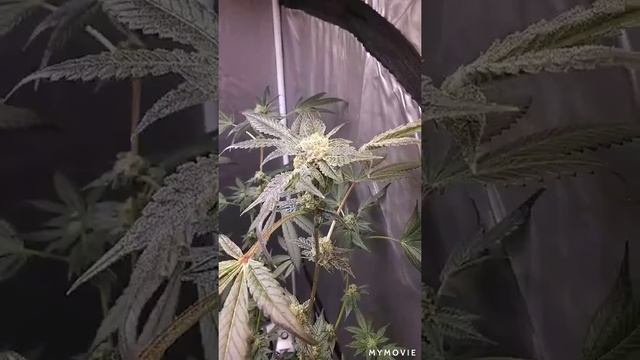 Mr. Angelleaf first grow and first grow tent смотреть онлайн