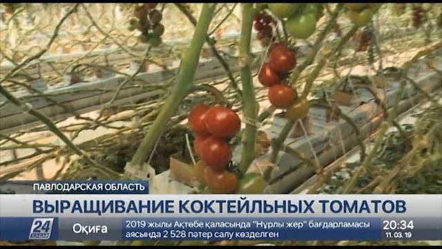 Еще один тепличный комплекс построят в Экибастузе смотреть онлайн