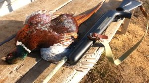 Охота с Хатсана 125 th Фазан