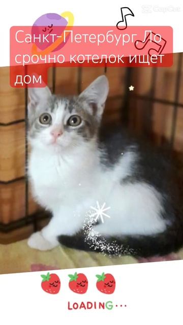 Санкт-Петербург, ЛО срочно котенок ищет дом. Сидит в клетке второй месяц. +7 (931) 379-62-49 Ирина смотреть онлайн