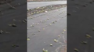 посадка клубники под агроволокно