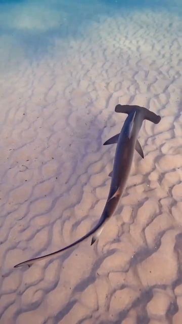 Акула–молот 🦈 #акула #водныймир #мир #море #океан #рыба #подводныймир #акуламолот смотреть онлайн