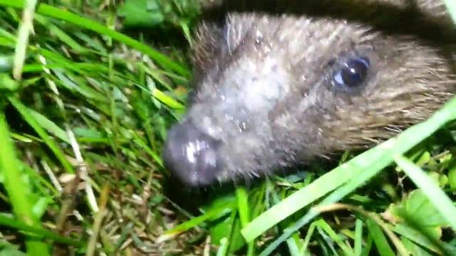 two hedgehogs 2 ёжика смотреть онлайн
