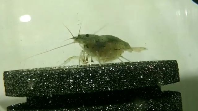 Desove gamba Caridina Japonica смотреть онлайн