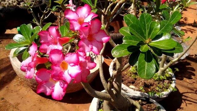 MANUTENÇÃO e LEVANTAMENTO de CAUDEX de ROSA do DESERTO!! - desplante e limpeza de raiz - parte 1 смотреть онлайн