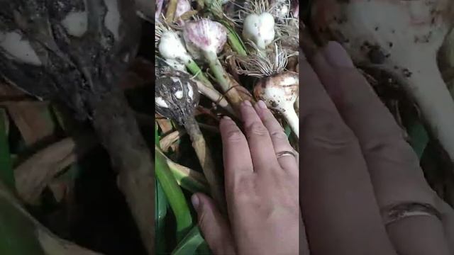 Убираю лук и чеснок 25 июля 2022 смотреть онлайн