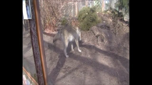 Увидев меня волк жидко обосрался а потом завыл смотреть онлайн