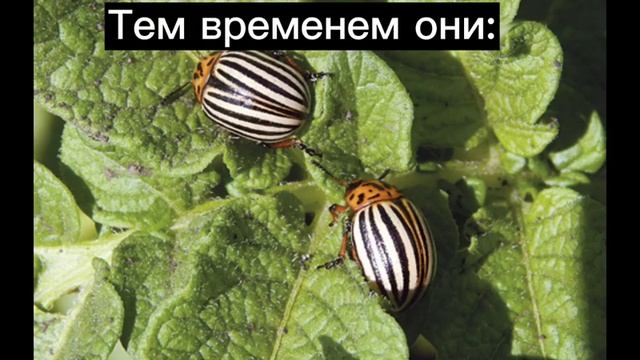 выходишь травить жуков в огород и тут... смотреть онлайн